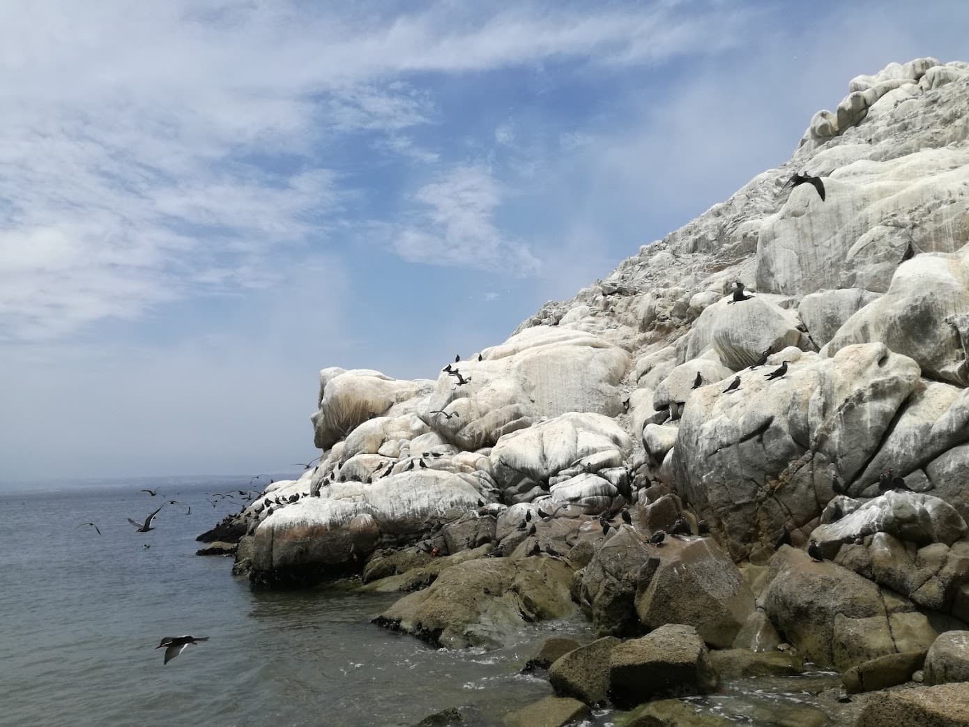 Aves marinas Isla Blanca